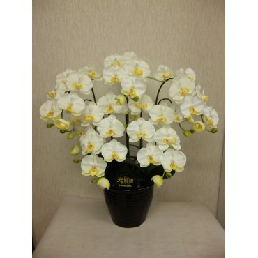 胡蝶蘭造花（光触媒加工）
